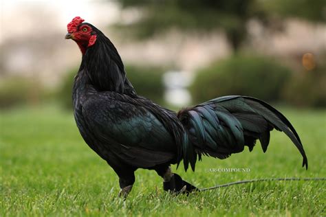 black jap gamefowl